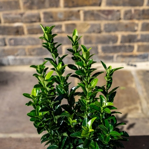 Euonymus japonicus 'Green Spider' (Pot Size 9cm) Japanese Spindle - image 2