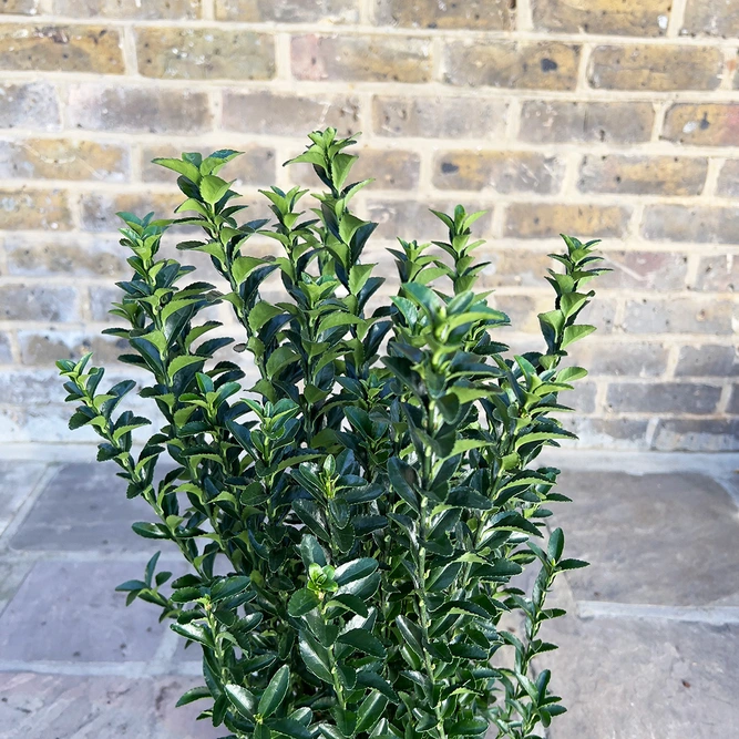 Euonymus japonicus 'Green Spire' (Pot Size 17cm) - Spindle Tree - image 1