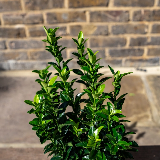 Euonymus japonicus 'Green Spire' (Pot Size 13cm) - Spindle Tree - image 8