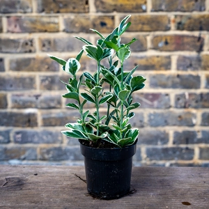 Euonymus japonicus ‘Kathy’ (Pot Size 9cm) - Japanese Spindle - image 1