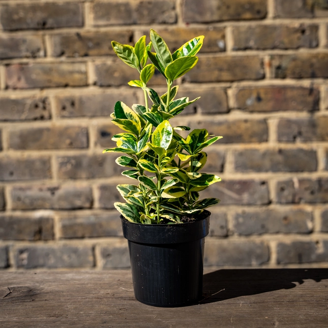 Euonymus Marieke (Pot Size 9cm) - Japanese Spindle - image 1