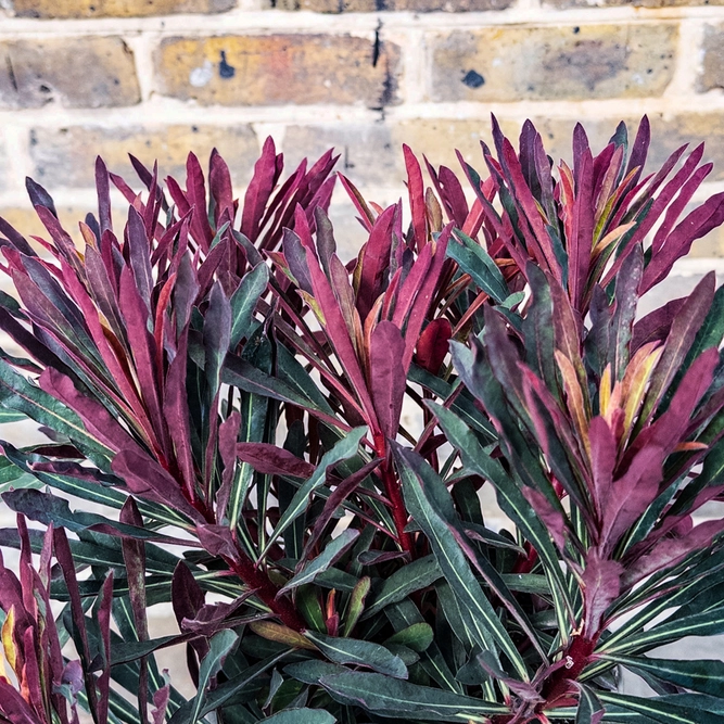 Euphorbia characias ‘Miners Merlot’  (Pot Size 3L) Miners Merlot Spurge - image 1