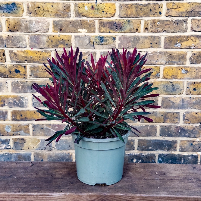 Euphorbia characias ‘Miners Merlot’  (Pot Size 3L) Miners Merlot Spurge - image 2