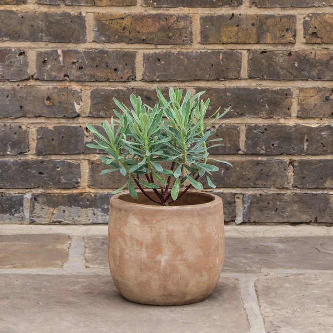 Mediterranean Spurge - Euphorbia characias 'Silver Edge'