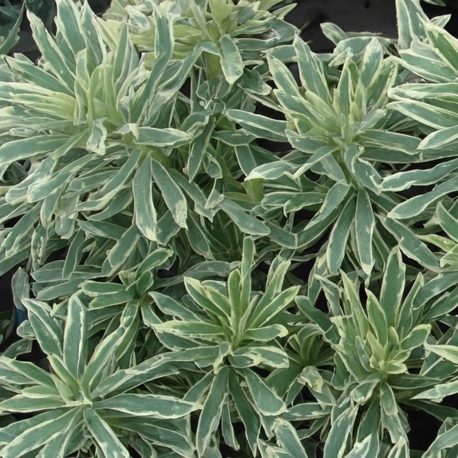 Mediterranean Spurge - Euphorbia characias 'Silver Edge'