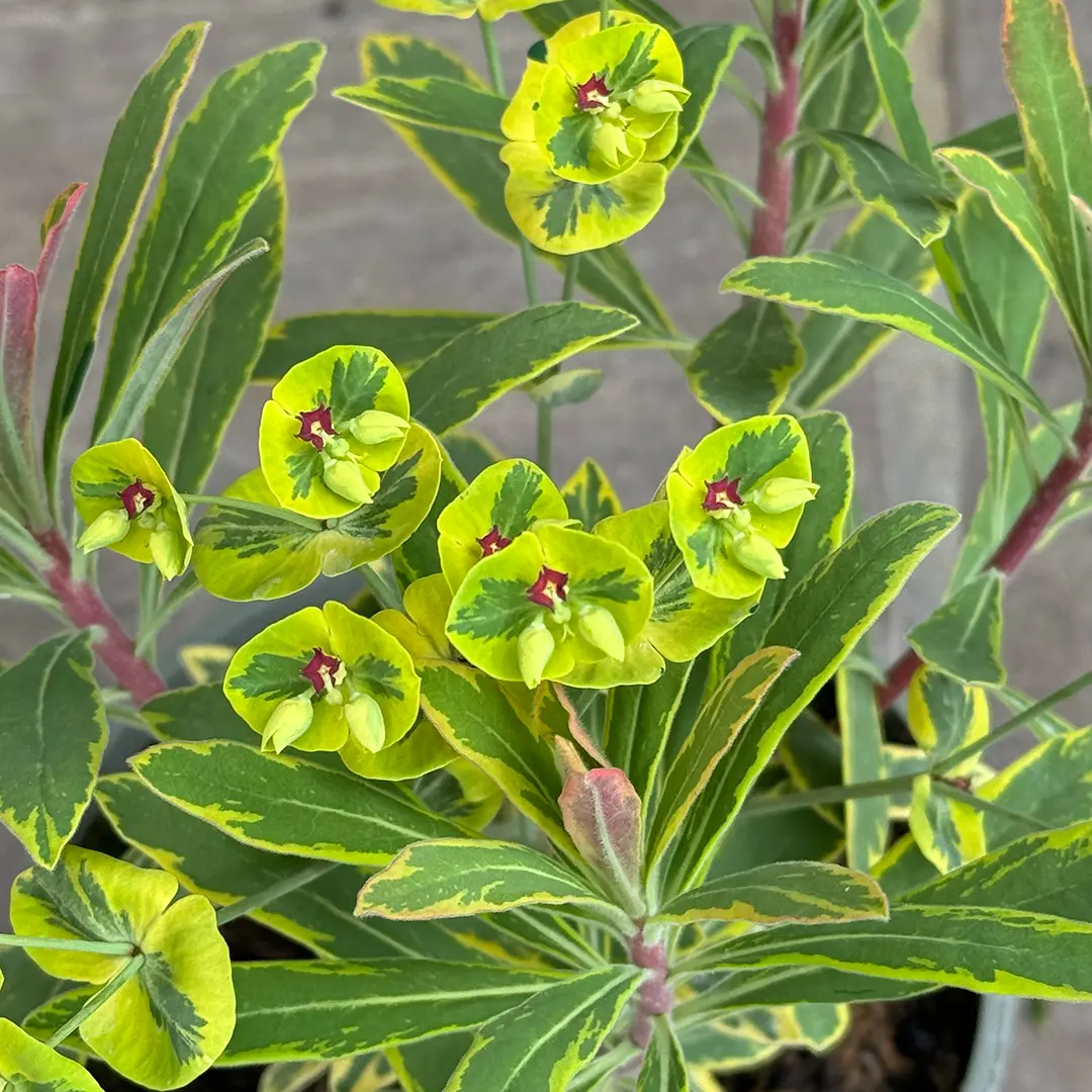 Euphorbia × martinii 'Ascot Rainbow' (Pot Size 2L) Spurge - The Boma ...