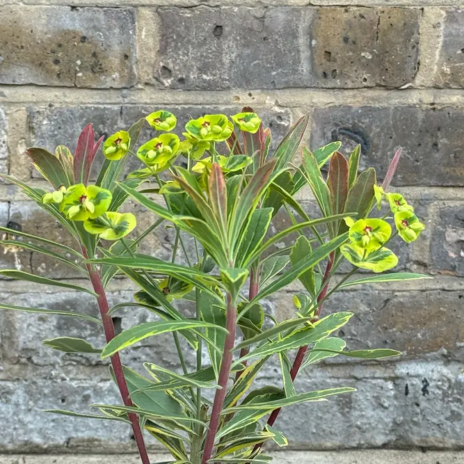 Euphorbia × martinii 'Ascot Rainbow' (Pot Size 2L) Spurge - image 2