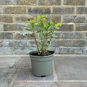 Euphorbia × martinii 'Ascot Rainbow' (Pot Size 2L) Spurge - image 3