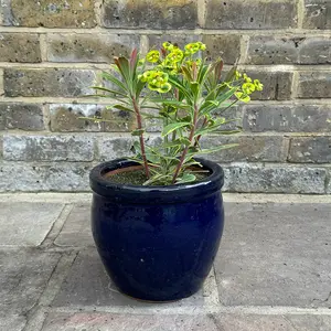 Euphorbia × martinii 'Ascot Rainbow' (Pot Size 2L) Spurge - image 4