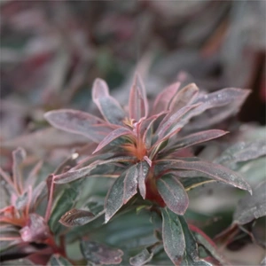 Euphorbia 'Purpurea' (Pot Size 3L) Purpurea Spurge - image 3