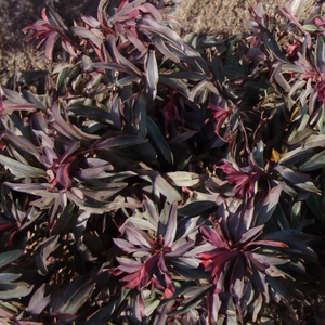 Euphorbia 'Black Pearl' available at Boma Garden Centre image by Bernard DUPONT