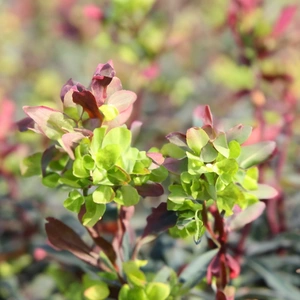 Euphorbia 'Purpurea' (Pot Size 3L) Purpurea Spurge - image 2