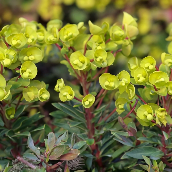 Euphorbia 'Black Pearl' available at Boma Garden Centre image by Bernard DUPONT