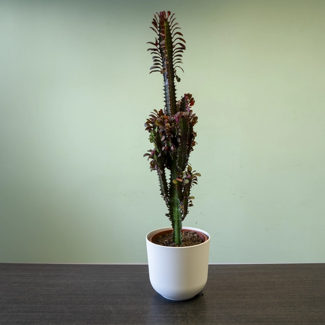 Euphorbia trigona 'Rubera' (Pot size 17cm) Spurge - image 1