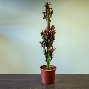 Euphorbia trigona 'Rubera' (Pot size 17cm) Spurge - image 2