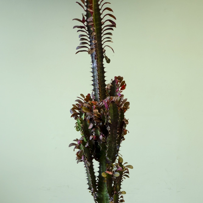 Euphorbia trigona 'Rubera' (Pot size 17cm) Spurge - image 3