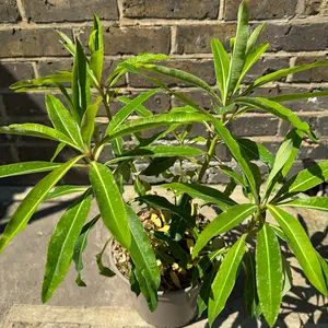 Euphorbia x pasteurii ‘Honey Pot’ (Pot Size 3L) Honey Pot Spurge - image 2