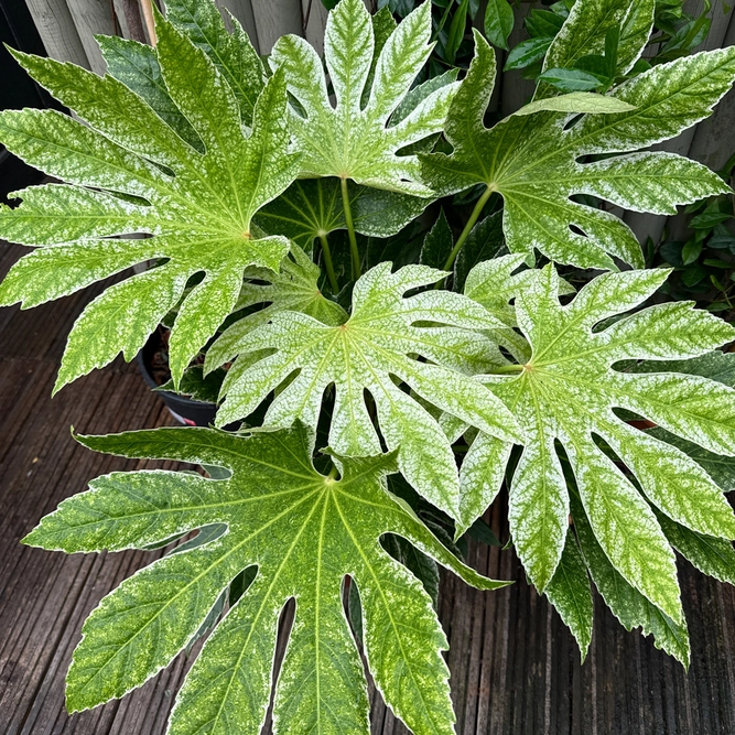 Fatsia japonica 'Spider Web' (Pot Size 10L) Japanese Aralia Caster Oil Plant - image 1