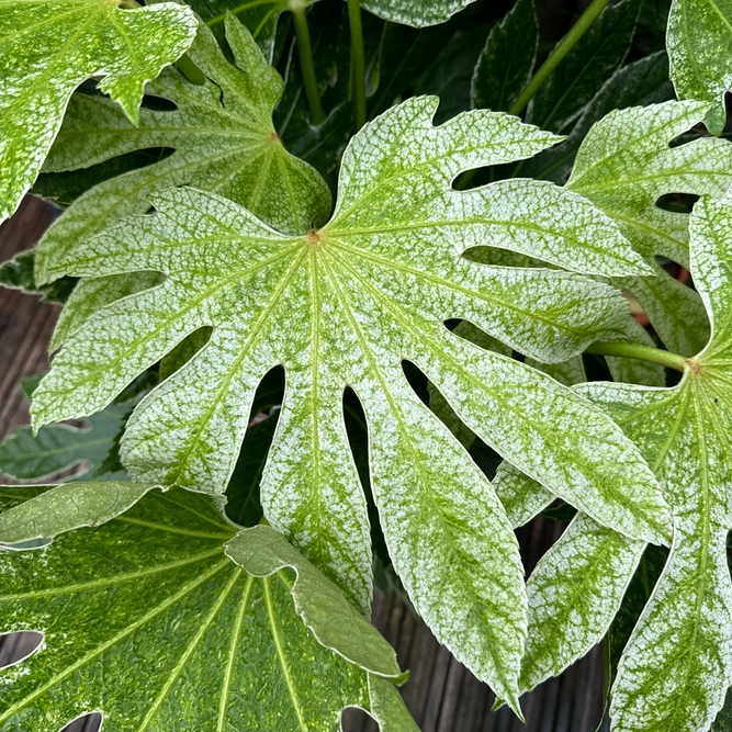 Fatsia japonica 'Spider Web' (Pot Size 10L) Japanese Aralia Caster Oil Plant - image 2