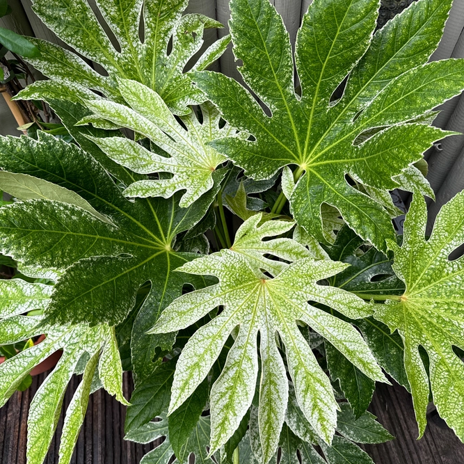 Fatsia japonica 'Spider Web' (Pot Size 10L) Japanese Aralia Caster Oil Plant - image 3