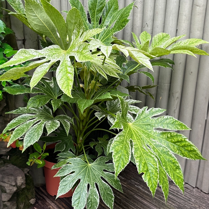 Fatsia japonica 'Spider Web' (Pot Size 10L) Japanese Aralia Caster Oil Plant - image 4