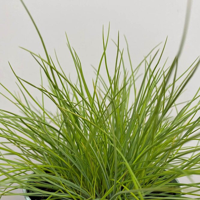 Festuca glauca 'AmiGold' (Pot Size 2L) Ornamental Outdoor Grass - image 2