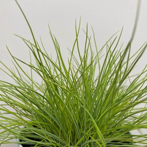 Festuca glauca 'AmiGold' (Pot Size 10.5cm) Ornamental Outdoor Grass - image 1