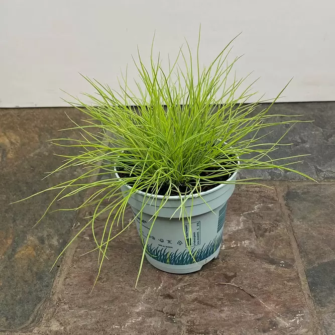 Festuca glauca 'AmiGold' (Pot Size 10.5cm) Ornamental Outdoor Grass - image 2