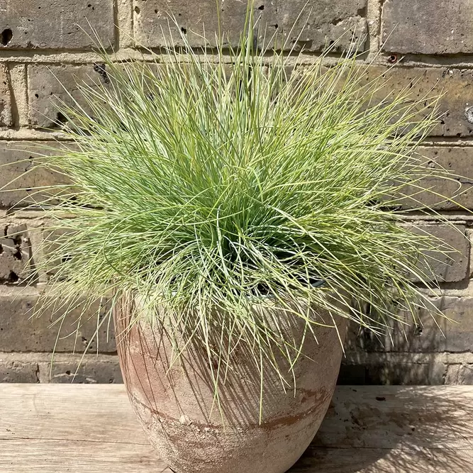 Festuca glauca 'AmiGold' (Pot Size 2L) Ornamental Outdoor Grass - image 1