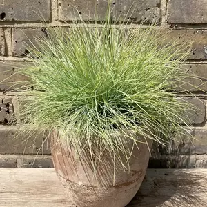 Festuca glauca 'AmiGold' (Pot Size 2L) Ornamental Outdoor Grass - image 1