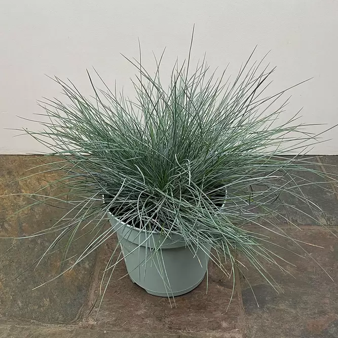 Festuca glauca 'Intense Blue' (Pot Size 2L) - Blue Grass - image 3