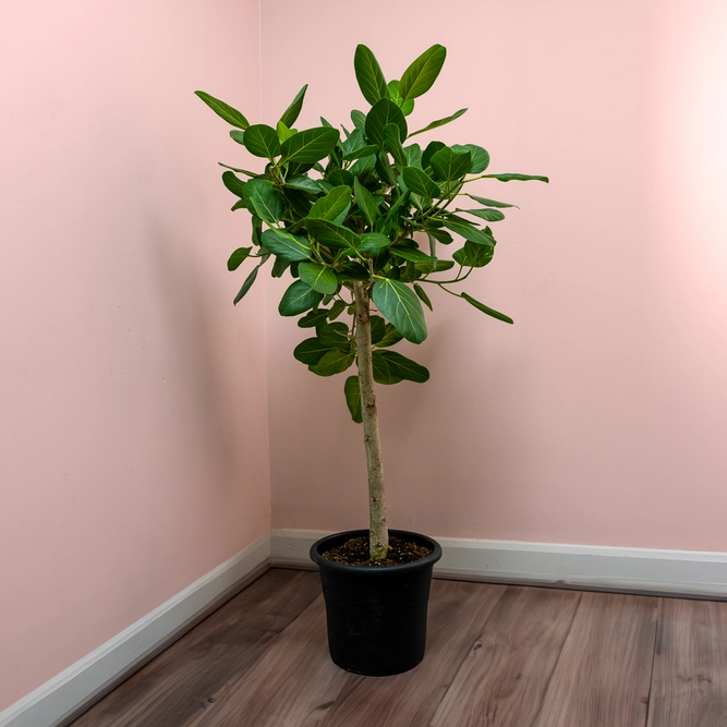 Ficus benghalensis 'Audrey' (Pot Size 32cm) Banyan Fig Tree - image 3