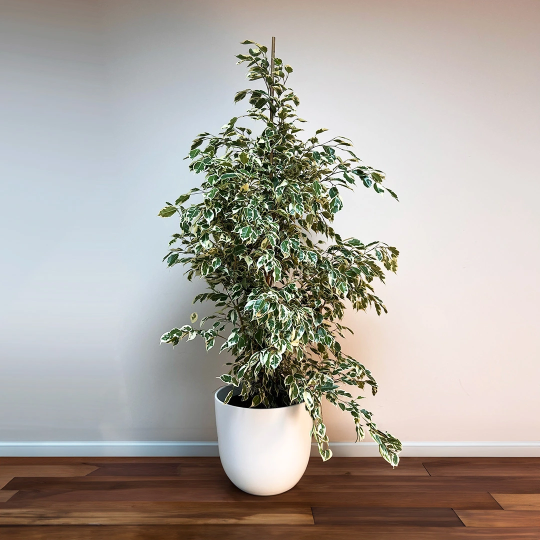 Ficus Benjamina 'Starlight' (Pot Size 27cm) Starlight Weeping Fig - The ...