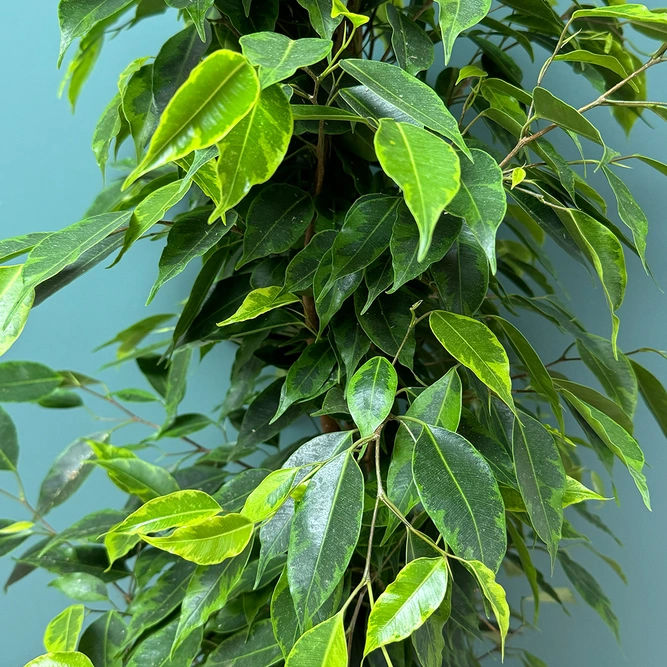 Ficus Benjamina Veriagata (Pot Size 19cm - Height 80cm) - image 1