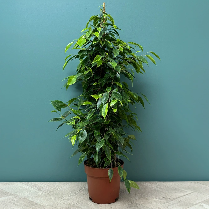 Ficus Benjamina Veriagata (Pot Size 19cm - Height 80cm) - image 2