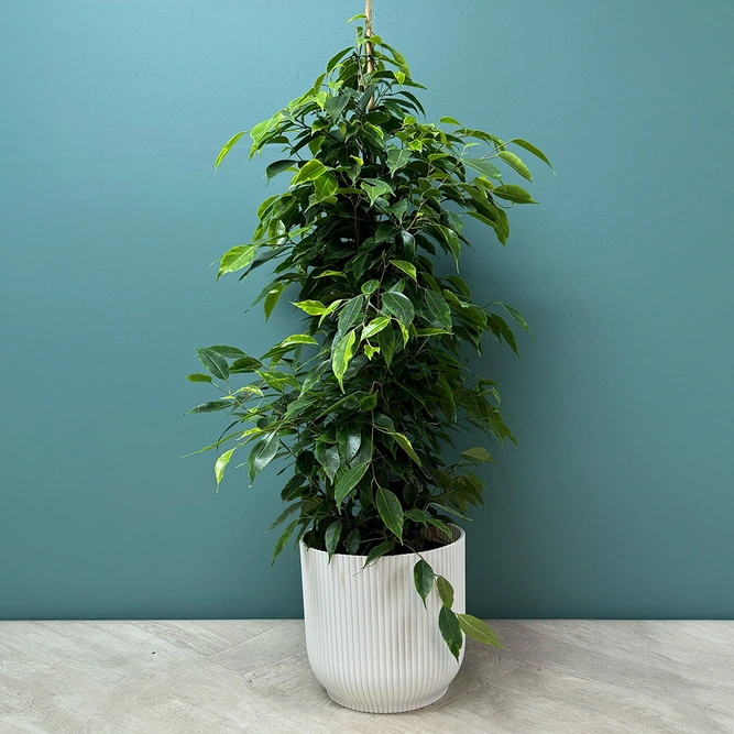 Ficus Benjamina Veriagata (Pot Size 19cm - Height 80cm) - image 3