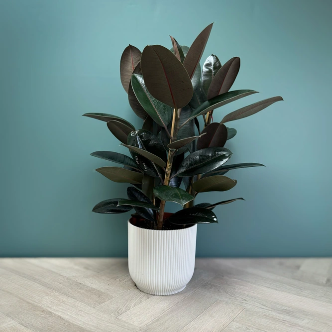 Ficus elastica 'Abidjan' (Pot Size 24cm) Rubber plant - image 1