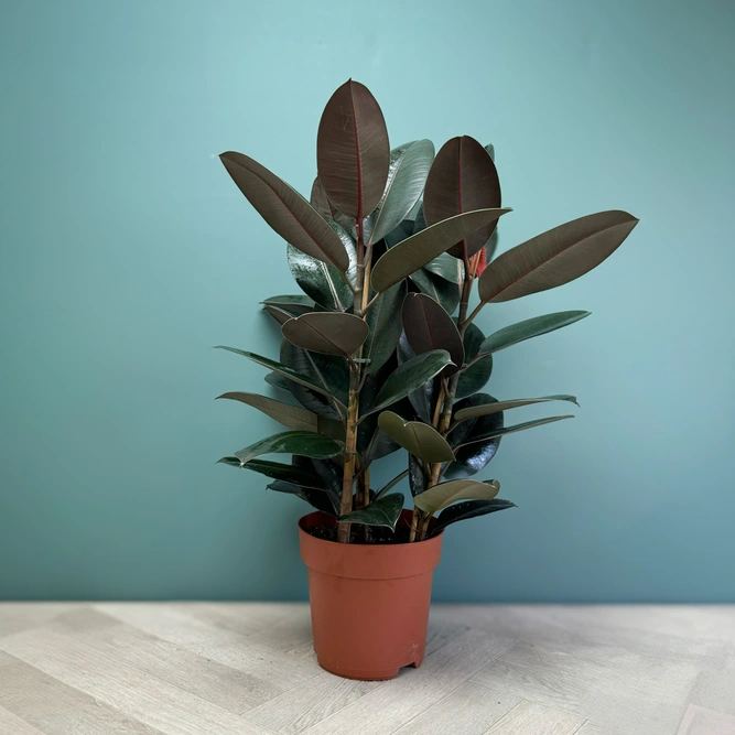 Ficus elastica 'Abidjan' (Pot Size 24cm) Rubber plant - image 2