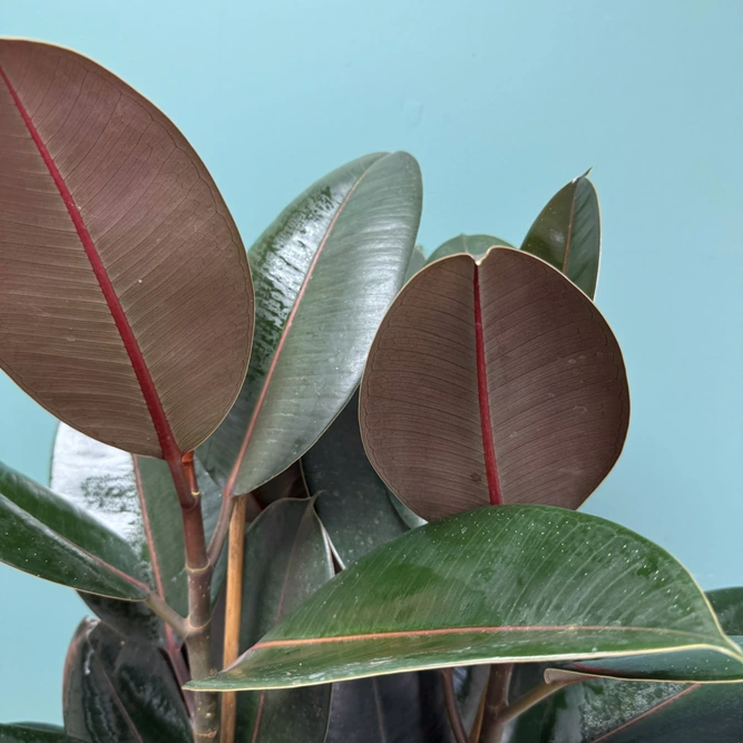 Ficus elastica 'Abidjan' (Pot Size 24cm) Rubber plant - image 4