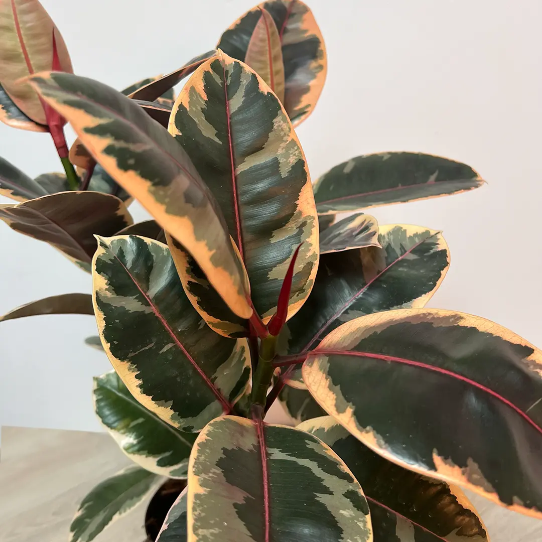 Ficus elastica 'Belize' (27cm) Rubber plant - The Boma Garden Centre