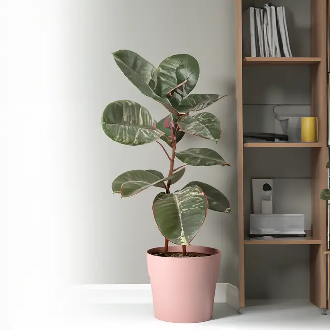 Ficus elastica 'Pink Camouflage' (Pot Size 17cm) Pink Camouflage Rubber Plant