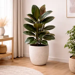 Ficus Elastica (Pot Size 21cm) Rubber Plant