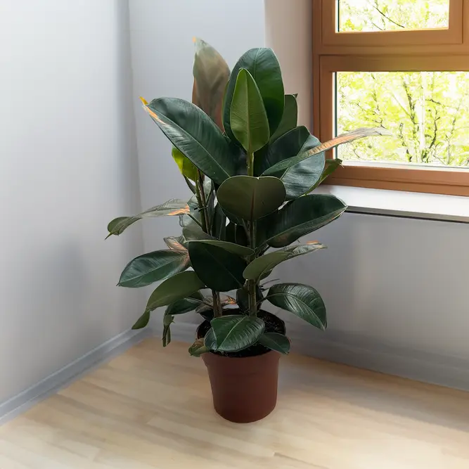 Ficus elastica 'Robusta' (Pot Size 24cm) Rubber plant