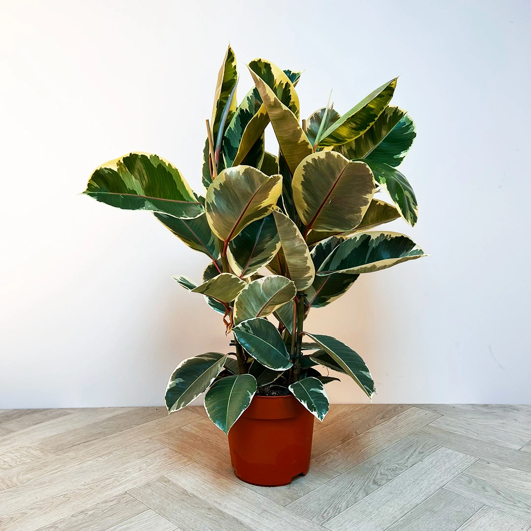 Ficus elastica 'Tineke' (24cm) Rubber plant - The Boma Garden Centre