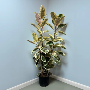 Ficus elastica 'Tineke' (Pot Size 28cm) Rubber plant - image 1