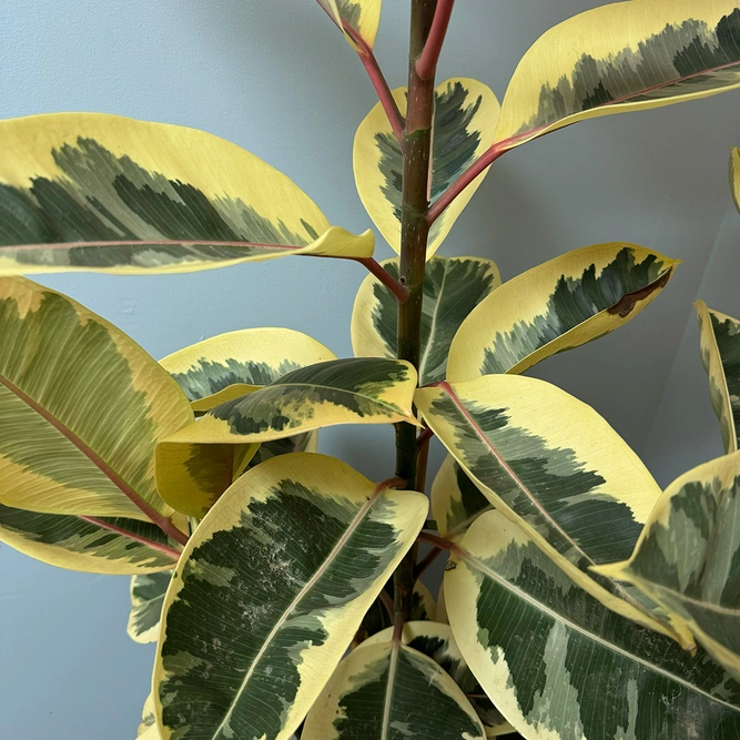 Ficus elastica 'Tineke' (Pot Size 28cm) Rubber plant - image 2