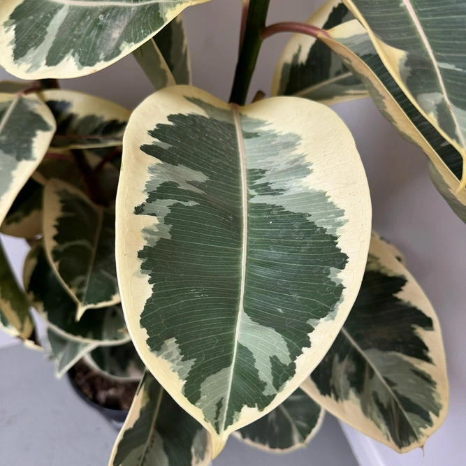 Ficus elastica 'Tineke' (Pot Size 28cm) Rubber plant - image 3