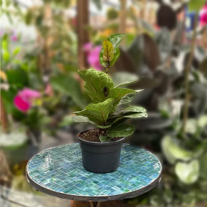 Ficus lyrata 'Bambino' (Pot Size 21cm) Fiddle leaf fig - image 1