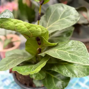 Ficus lyrata 'Bambino' (Pot Size 21cm) Fiddle leaf fig - image 2