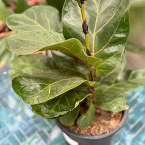 Ficus lyrata 'Bambino' (Pot Size 21cm) Fiddle leaf fig - image 3